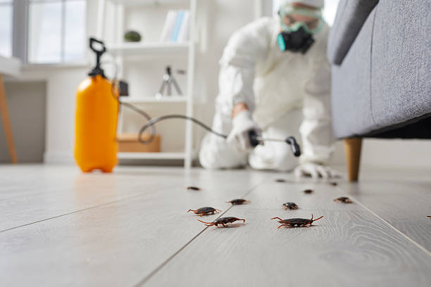 Trusted Rodent Control service in East Whittier, CA - Nex Pest Control